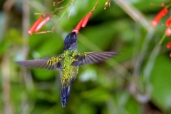 Hummingbird
